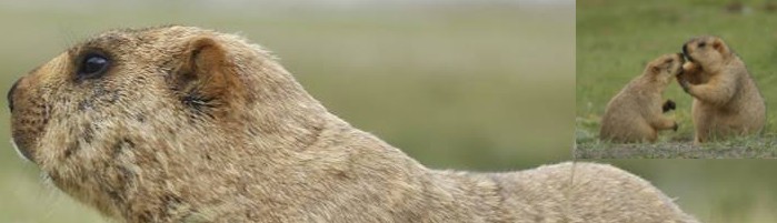 Precious Animal of Ladakh