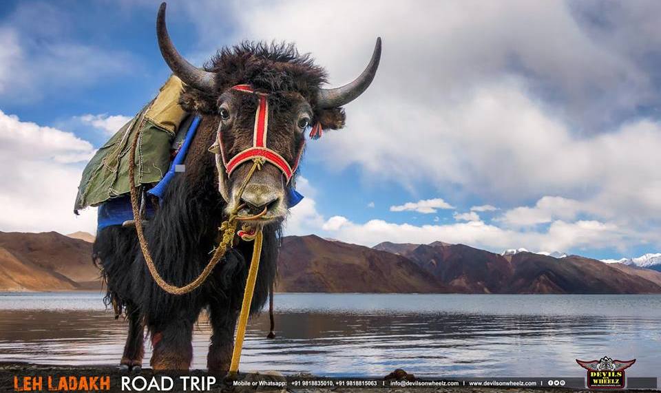 Do you know about ladakhi Yak-leh ladakh road trip