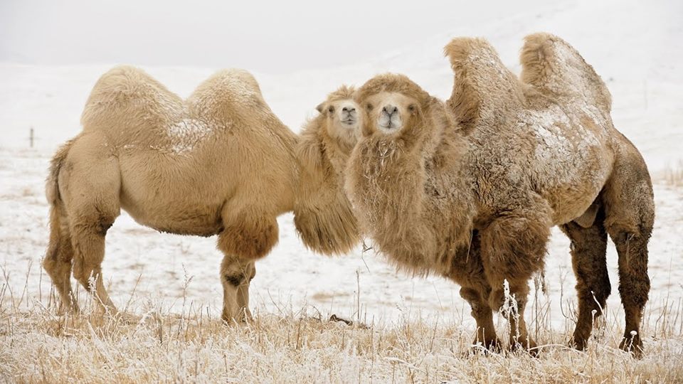 Nubra valley 9 Facts About The Bactrian Camel